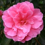 Camellia reticulata 'Professor Tsai'