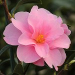 Camellia hybrid 'Prudence'