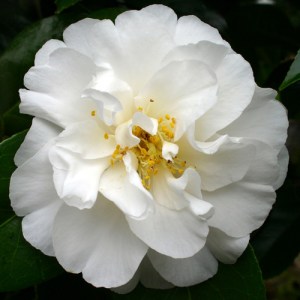 Camellia 'Purity'