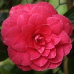 Camellia japonica 'Purple Emperor'