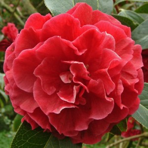 Camellia reticulata 'Purple Gown'