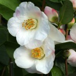 Camellia hybrid 'Quintessence'