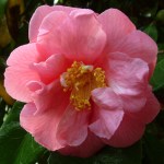 Camellia 'Quintos'