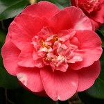 Camellia japonica 'R.L. Wheeler'