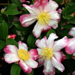 Camellia sasanqua 'Rainbow'