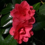 Camellia japonica 'Rainy Sun'