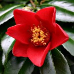 Camellia japonica 'Red Cardinal'