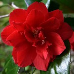 Camellia x williamsii 'Red Dahlia'