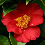 Camellia japonica 'Red Dandy'