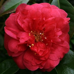 Camellia japonica 'Red Ensign'