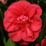 Camellia japonica 'Red Moon'