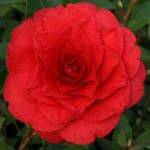 Camellia japonica 'Red Red Rose'