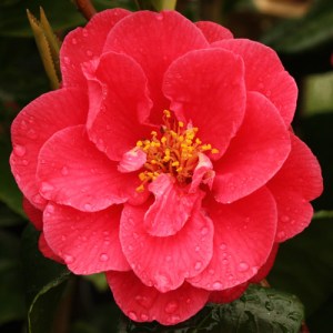 Camellia japonica 'Reg Ragland'