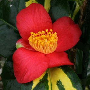 Camellia rusticana 'Reigyoku'