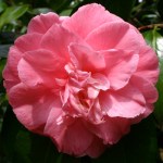 Camellia japonica 'Rena Swick'