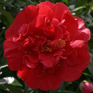 Camellia x williamsii 'Rendezvous'