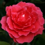 Camellia reticulata 'Robert Fortune'