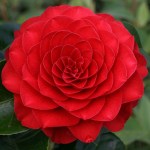 Camellia japonica 'Roger Hall'