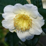 Camellia japonica 'Rôgetsu'