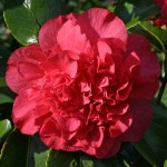 Camellia japonica 'Roman Soldier'
