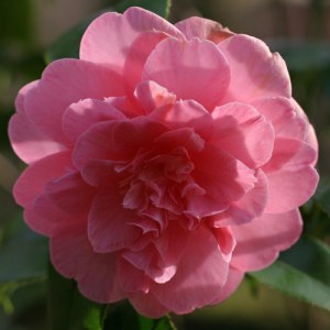 Camellia japonica 'Rosa Perfecta'
