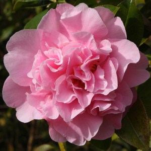 Camellia x williamsii 'Rose Bouquet'