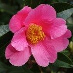 Camellia x williamsii 'Rose Court'