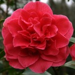 Camellia x williamsii 'Rose Parade'