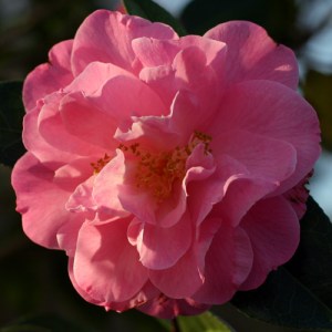 Camellia x williamsii 'Rose Quartz'