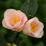 Camellia rosiflora 'Rosaeflora Cascade'