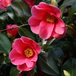 Camellia 'Rosemary Sawle'