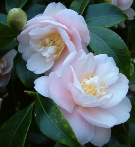 Camellia japonica 'Rosemary Elsom'