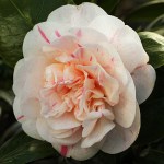 Camellia japonica 'Rosularis'