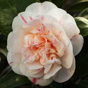 Camellia japonica 'Rosularis'