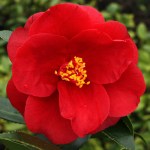 Camellia japonica 'Royal Velvet'