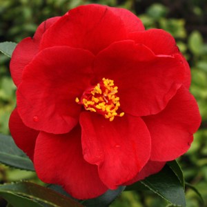 Camellia japonica 'Royal Velvet'