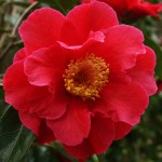 Camellia 'Royalty'