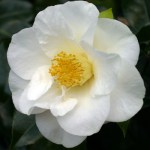 Camellia japonica 'Roza Harrison'