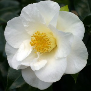 Camellia japonica 'Roza Harrison'