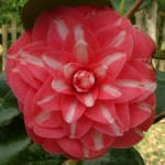 Camellia japonica 'Rubens'