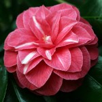 Camellia japonica 'Rubescens Major'