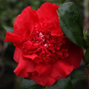 Camellia x williamsii 'Ruby Wedding'
