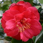 Camellia japonica 'Ruddigore'