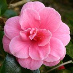 Camellia japonica 'Ruth Kemp'