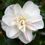 Camellia japonica 'Sabina'