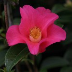 Camellia saluensis Dark Red