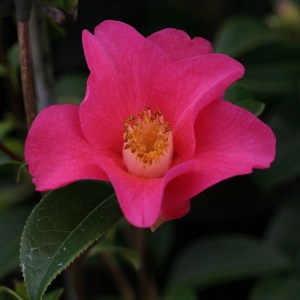 Camellia saluensis Dark Red