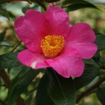Camellia saluensis