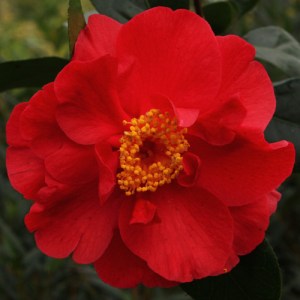 Camellia japonica 'San Dimas'
