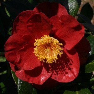 Camellia japonica 'San Dimas'